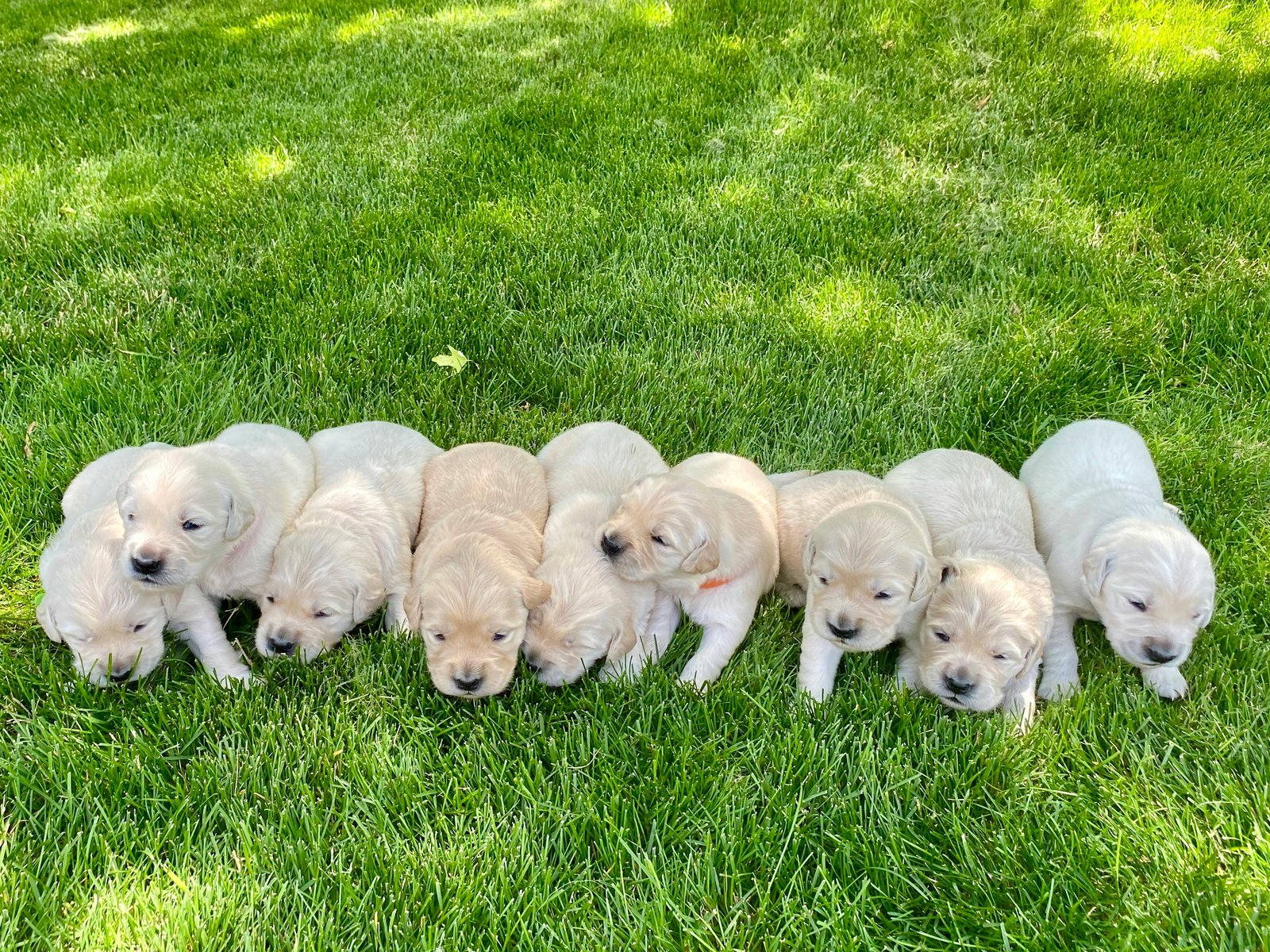 Camada de cachorros Golden Retriever en el jardín