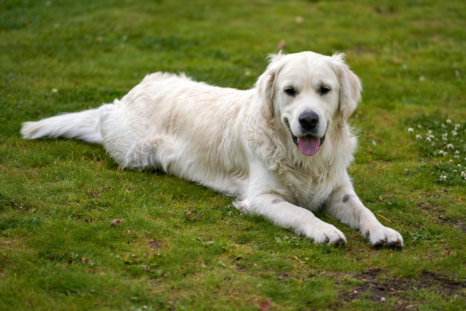 Golden Retriever relacionado con salud y selección responsable