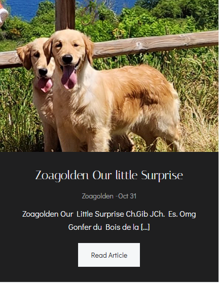 Zoagolden Our Little Surprise - Foto Principal
